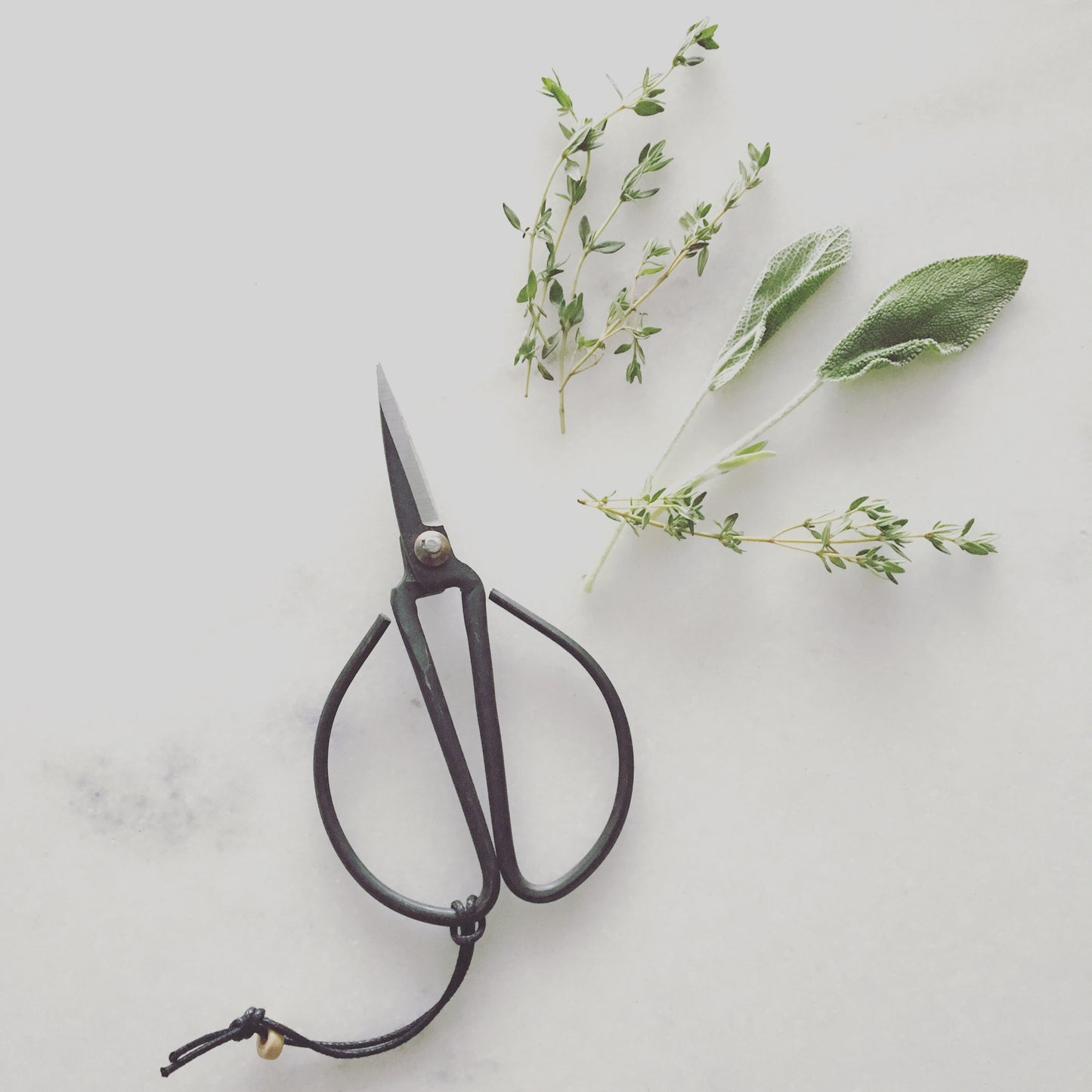 Herb Scissors